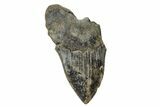 Partial Megalodon Tooth - Serrated Blade #172200-1